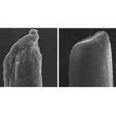 شامپو شماره ۴ اولاپلکس